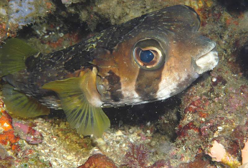 Image 01.jpg - Winner - Lydia Vulliamy - Puffer Fish